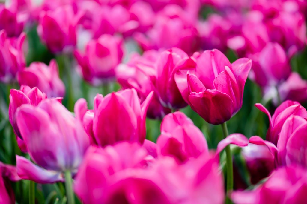 selective focus of beautiful pink colorful tulips - Photo, Image