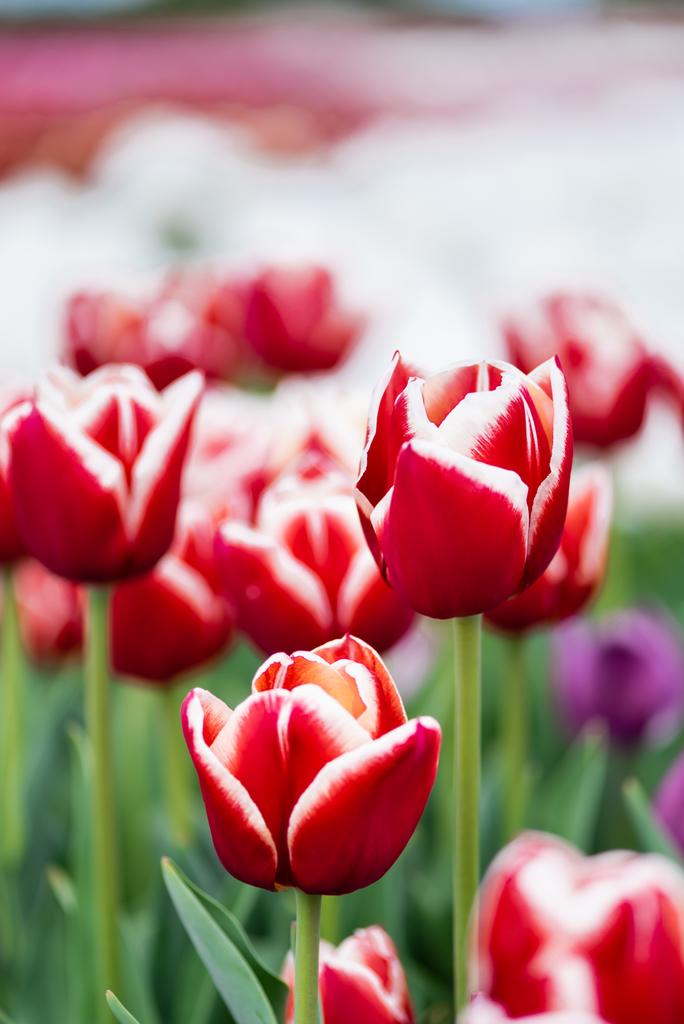 selective focus of red and white colorful tulips field - Photo, Image