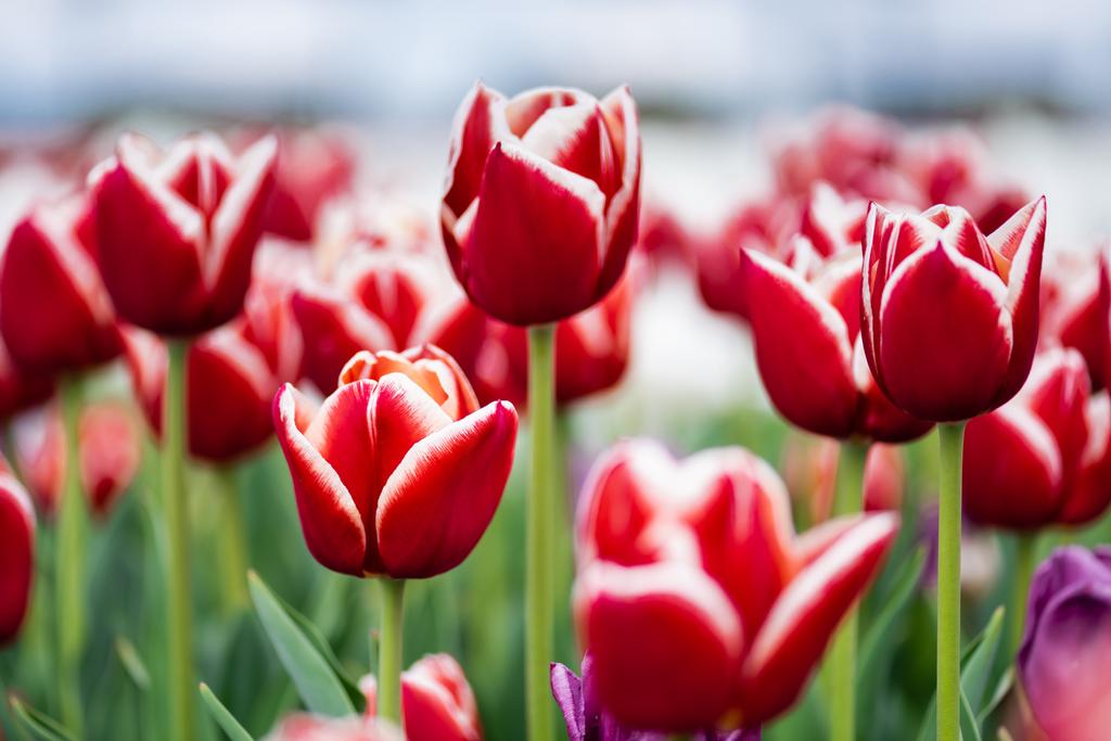 селективный фокус красно-белого цветного поля тюльпанов
 - Фото, изображение