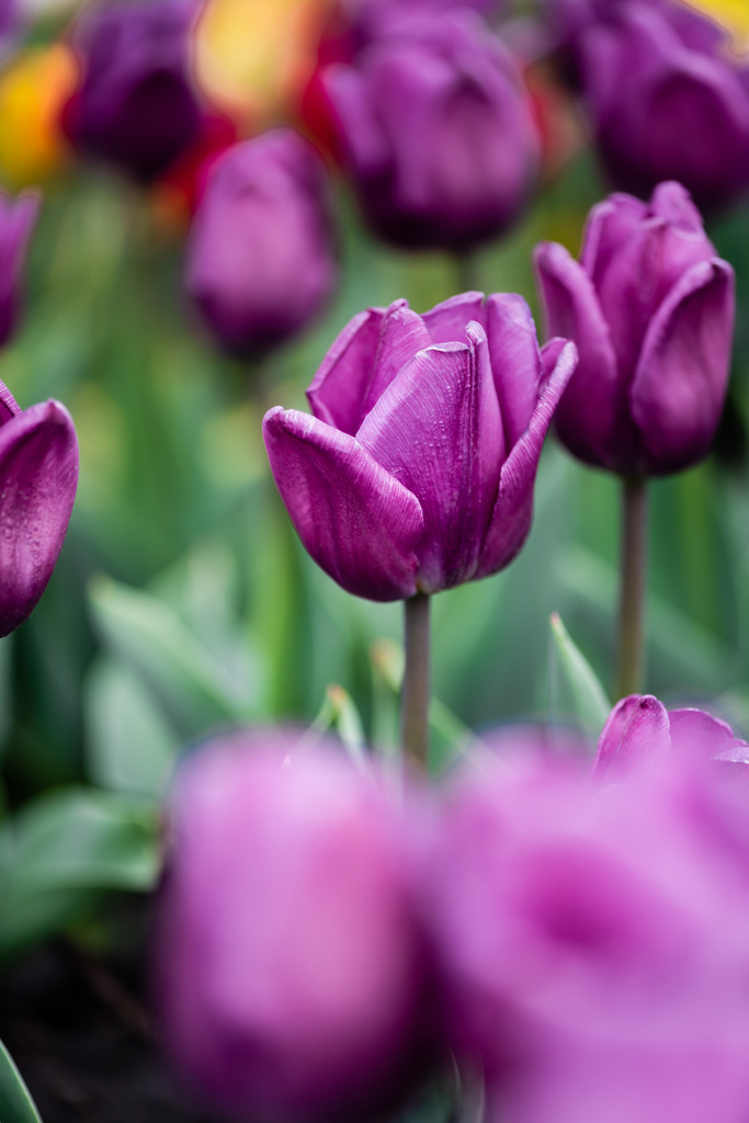 selectieve focus van paarse kleurrijke tulpen - Foto, afbeelding
