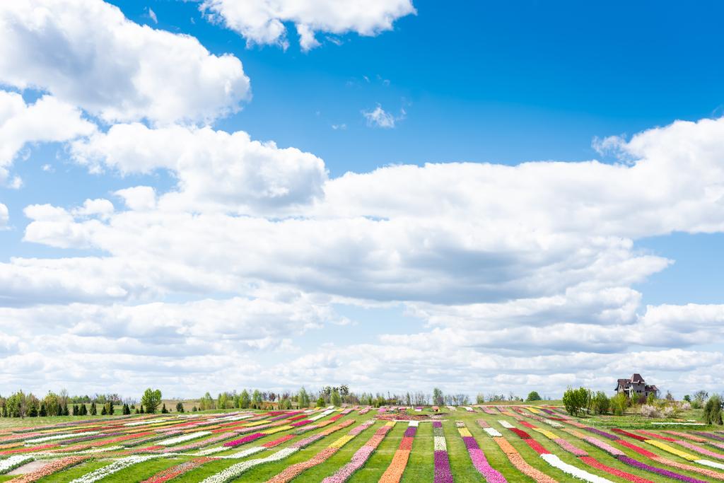 színes tulipán mező kék ég és a felhők - Fotó, kép