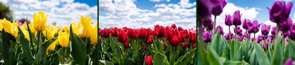 collage of colorful red, yellow and purple tulips against blue sky and clouds, panoramic shot - Photo, Image