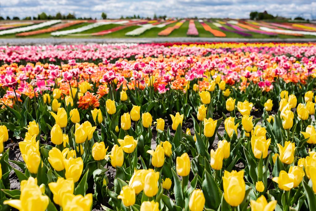 enfoque selectivo del campo de tulipanes coloridos
 - Foto, imagen