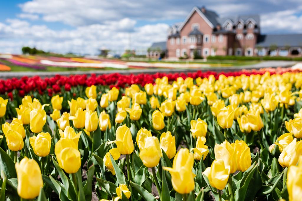 valikoiva painopiste värikkäitä tulppaanit kentän ja talon
 - Valokuva, kuva