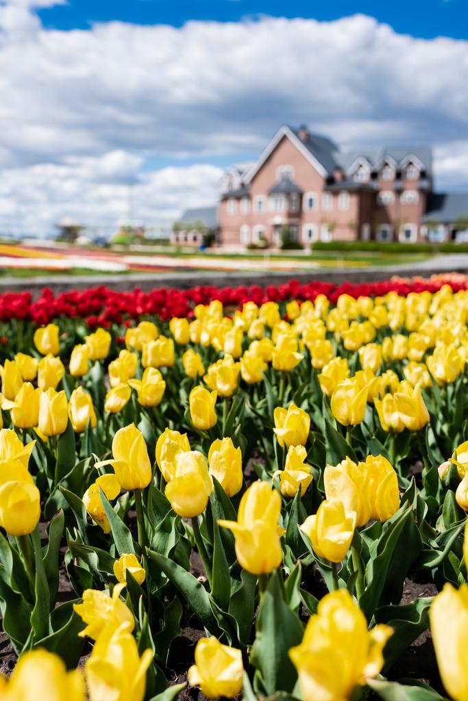 вибірковий фокус на барвистому полі тюльпанів і будинку
 - Фото, зображення
