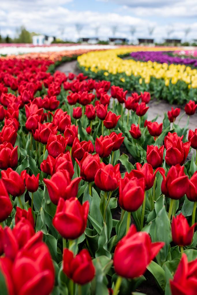 fuoco selettivo di tulipani colorati che crescono in campo
 - Foto, immagini