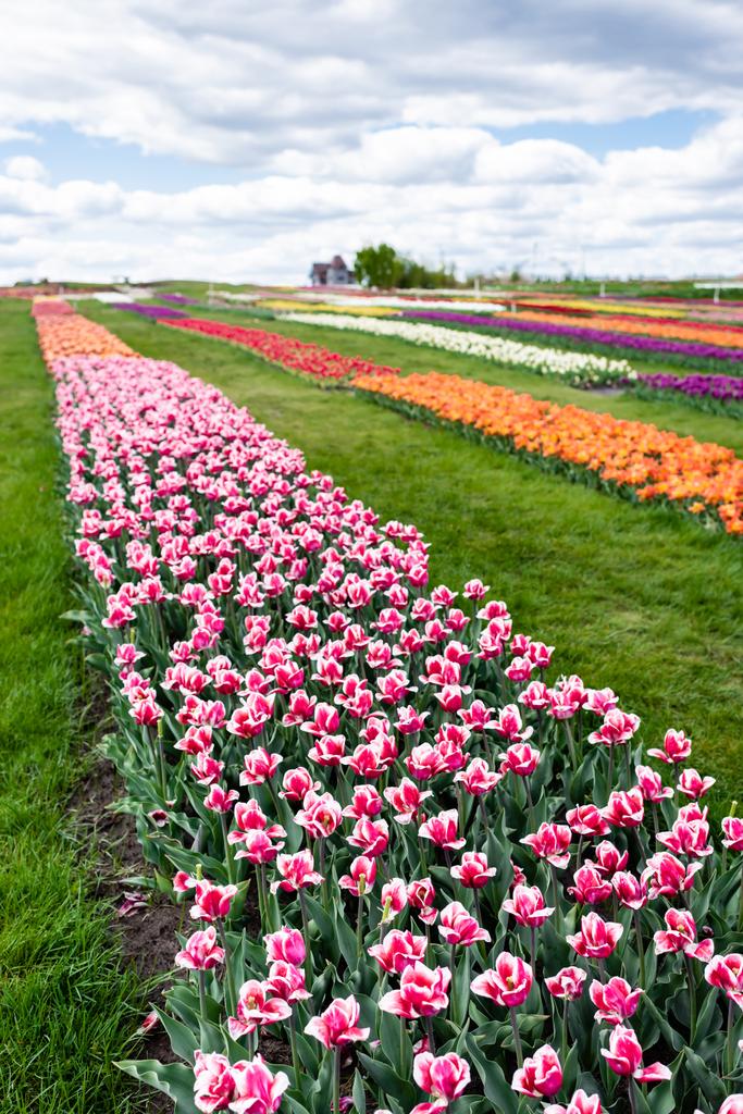 selektivní zaměření barevného tulipánového pole s modrou oblohou a mraky - Fotografie, Obrázek