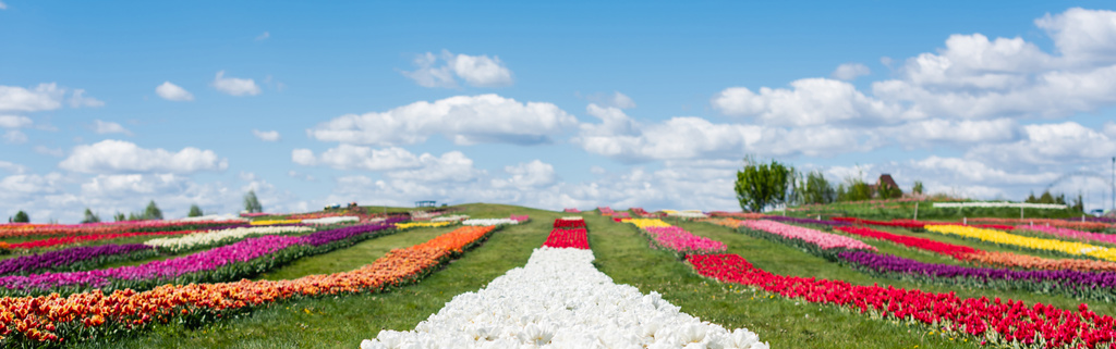 campo de tulipanes coloridos con cielo azul y nubes, plano panorámico
 - Foto, Imagen
