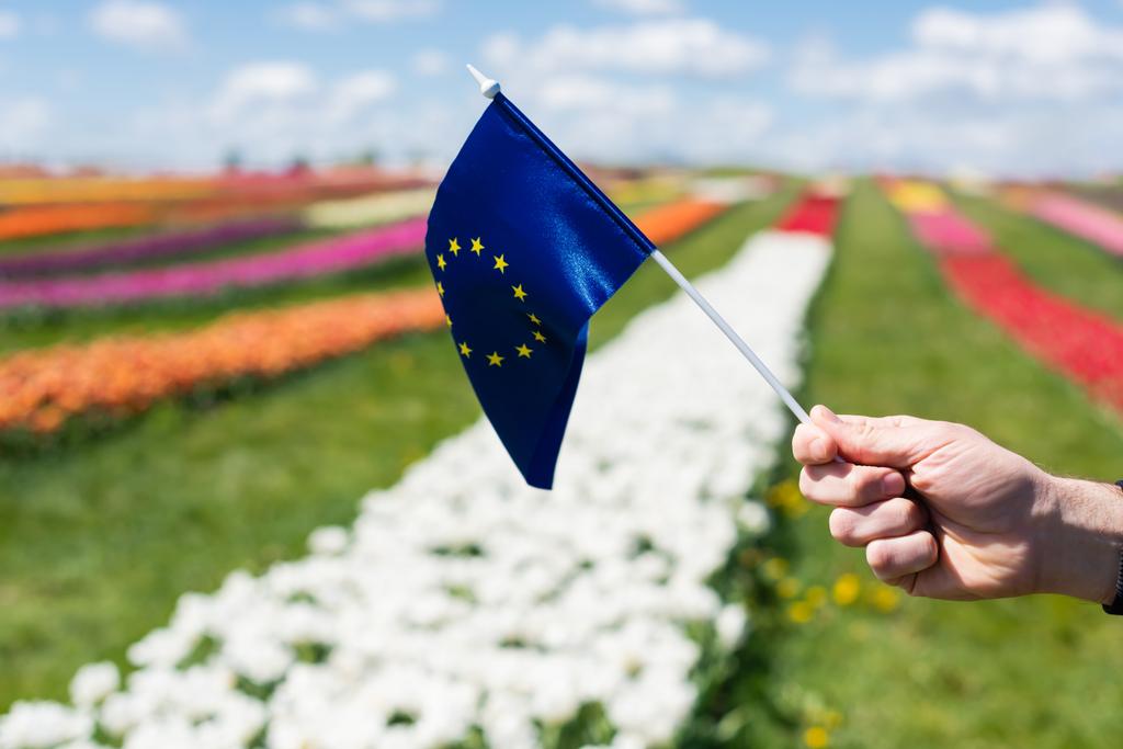 cropped view of man holding flag of Europe near colorful tulips field and blue sky with clouds - Photo, Image