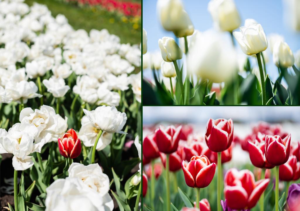 Collage aus bunten roten und weißen Tulpen, die auf dem Feld wachsen - Foto, Bild