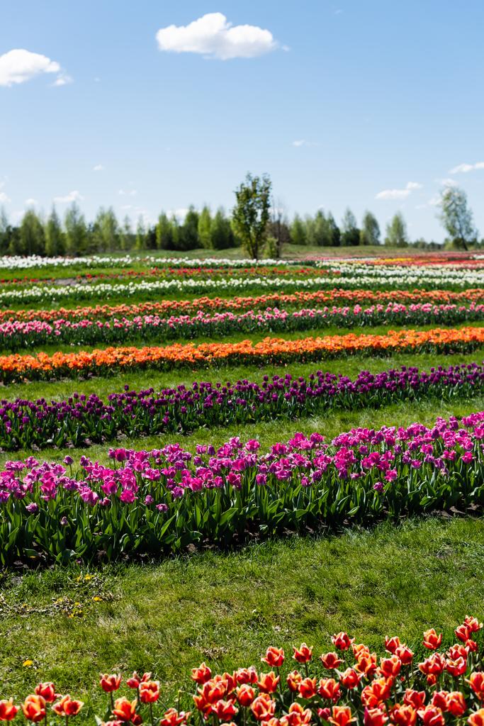 барвисте поле тюльпанів з блакитним небом і хмарами
 - Фото, зображення