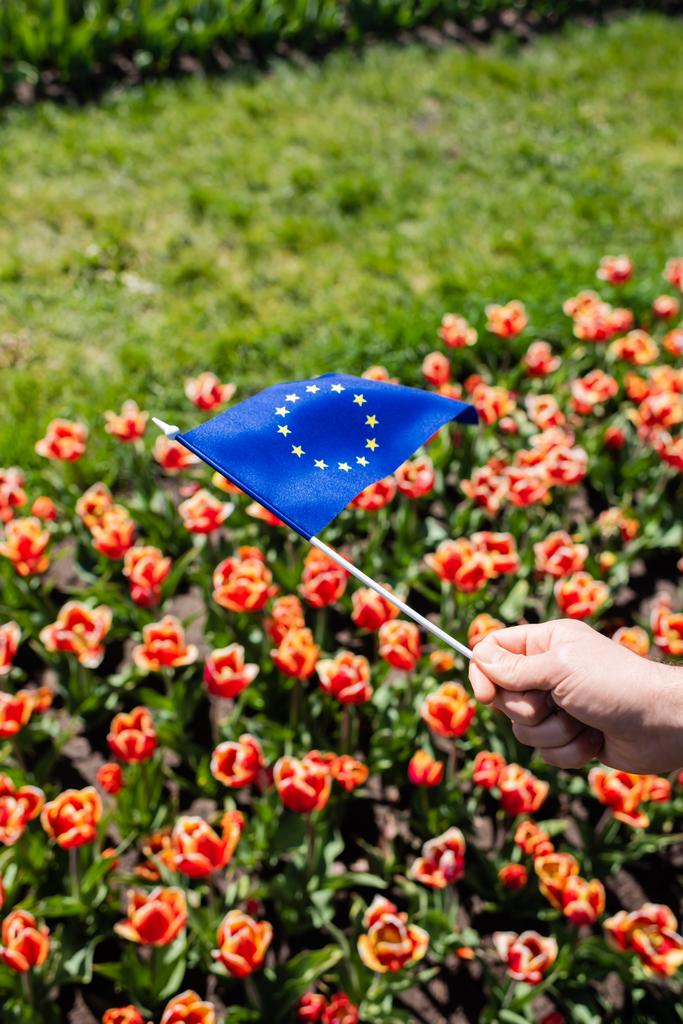 abgeschnittene Ansicht des Mannes mit Europafahne in der Nähe von buntem Tulpenfeld - Foto, Bild