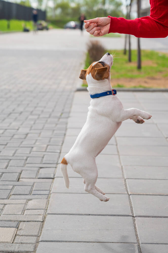 Fiksu koiranpentu Jack Russell Terrier leikkii omistajan kanssa kadulla. Täysikasvuinen pikakoira hyppää tunnistamattoman naisen käteen. Energinen lemmikki liikkeessä
. - Valokuva, kuva