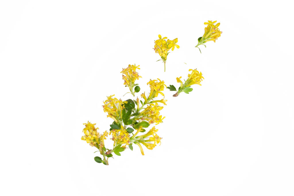 Composición de flores amarillas de agracejo aisladas sobre fondo blanco
 - Foto, imagen