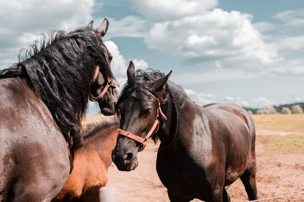 Çöldeki muhteşem kahverengi atlar güneşli bir günde esir alındı. - Fotoğraf, Görsel