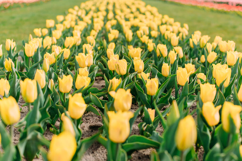 row of yellow tulips on the field summer flower season - Photo, Image