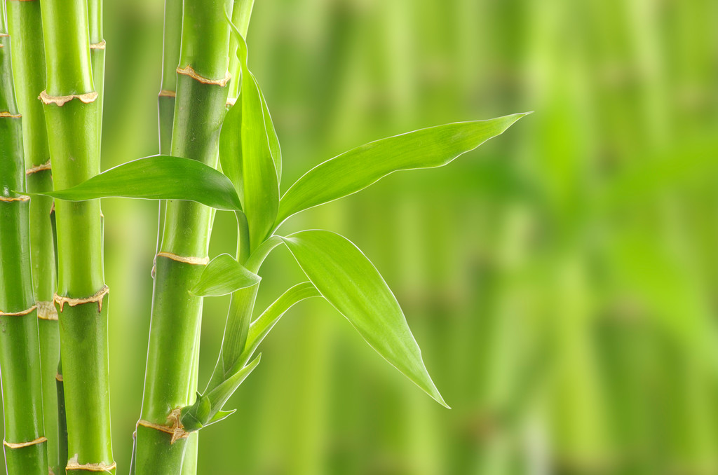 Kontekst bambusa - Zdjęcie, obraz