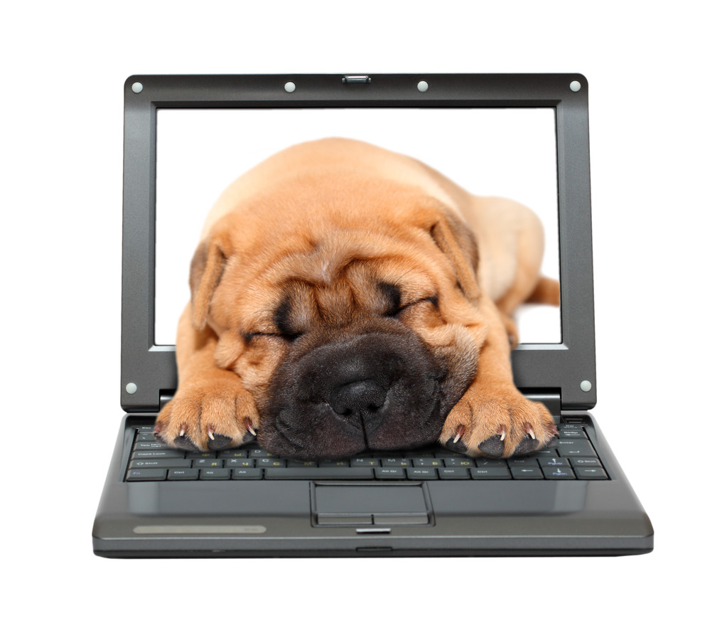 laptop-val alszik kölyök kutya - Fotó, kép