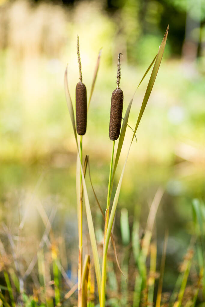 Southern Cattails Typha domingensis growing wildly on water edge - Photo, Image