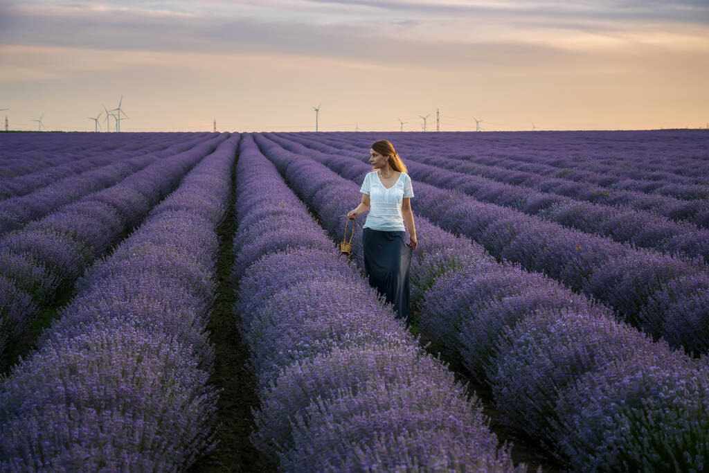 Portrait d'une belle femme aux cheveux longs, tenant un panier et marchant entre des rangées de champs de lavande en fleurs à l'heure dorée avant le coucher du soleil
 - Photo, image