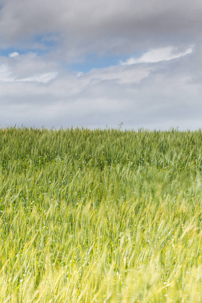 Zblízka pohled na mladou zelenou pšenici v pšeničném poli na farmě v regionu Swartland v západním mysu Jižní Afriky - Fotografie, Obrázek