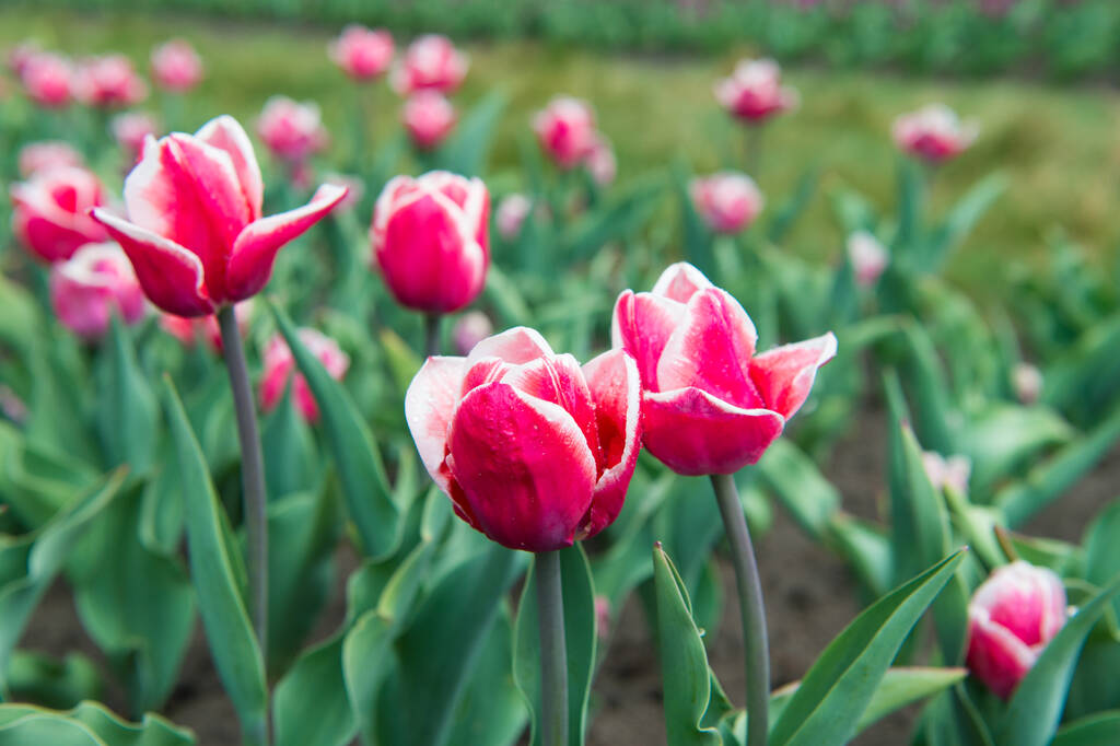 Hacer que el mundo brille. flores rosadas vibrantes. belleza de la naturaleza. disfrutar de la floración de temporada. flores rosas en el campo. Paisaje de los tulipanes holandeses. Viajes de primavera. Campo de tulipán de primavera colorido - Foto, Imagen