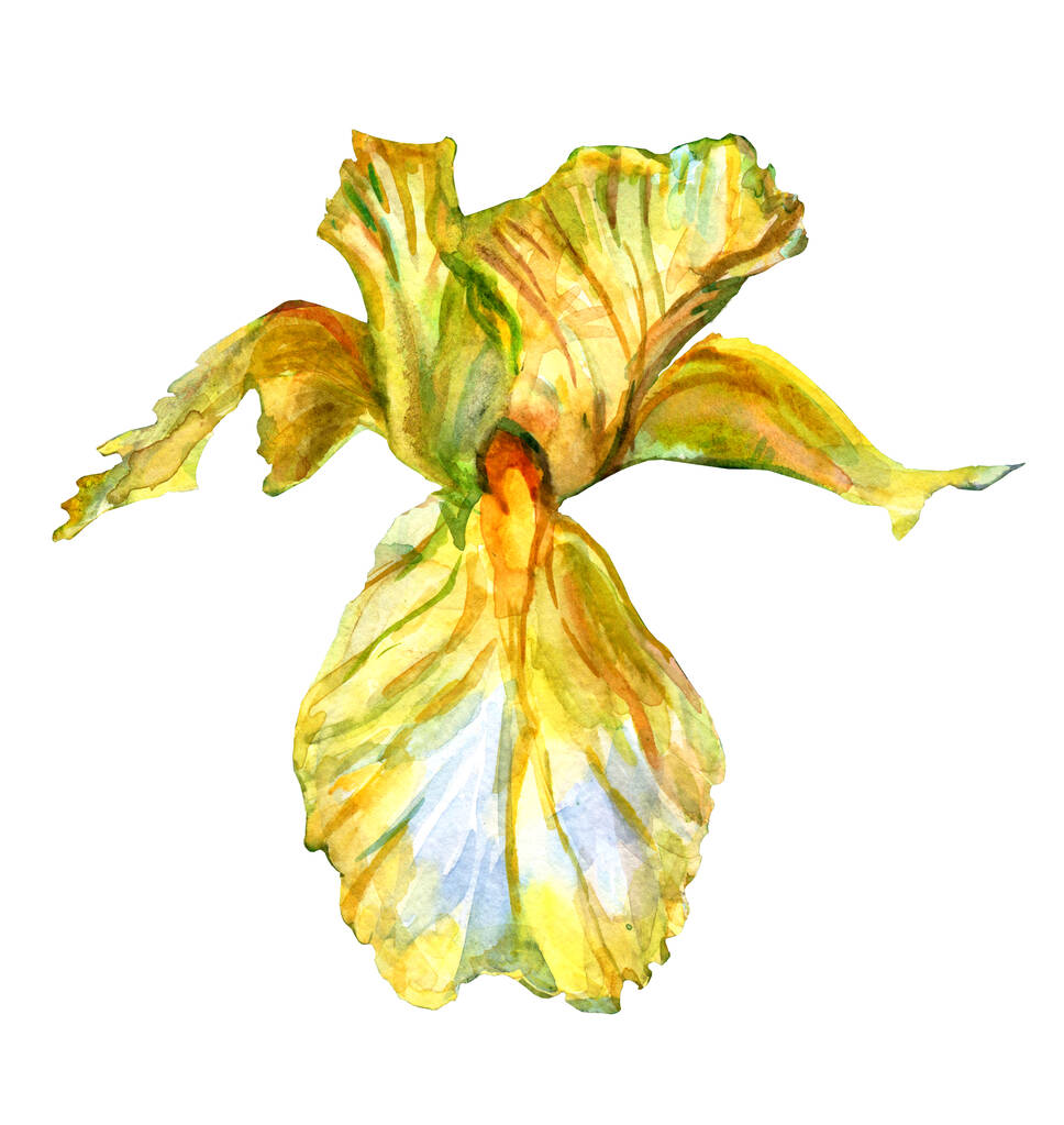 Belle illustration aquarelle de l'iris de fleur dans les couleurs jaune, vert et orange isolé sur blanc
. - Photo, image