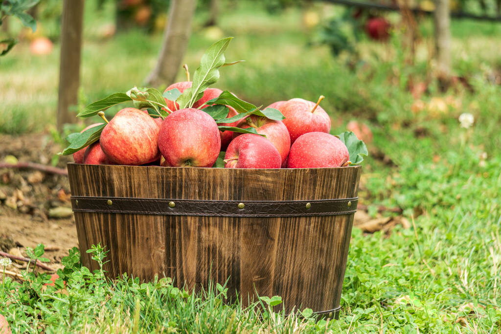 mele di gala in cesto marrone su un'erba nell'azienda agricola
 - Foto, immagini
