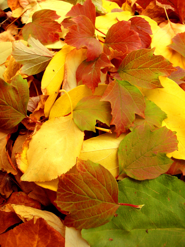 ciepłe kolory jesieni. liście klonu, obejmujące ziemię. - Zdjęcie, obraz