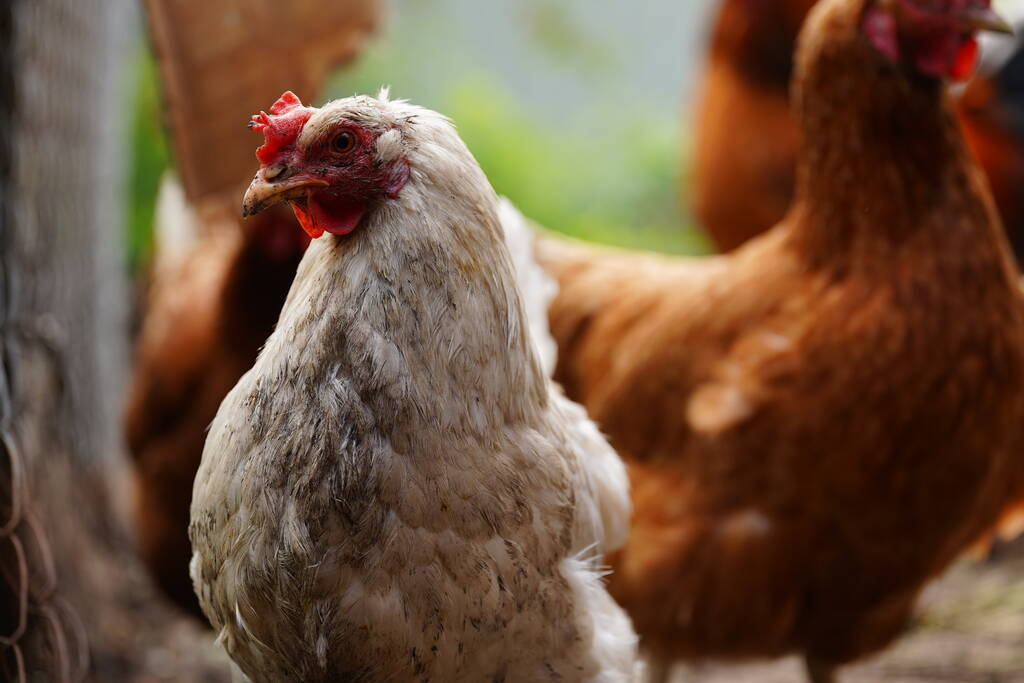 Poulet debout sur un jardin rural à la campagne. Gros plan d'un poulet debout sur un abri de jardin avec poulailler
. - Photo, image