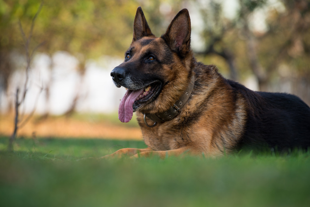 Duitse shephard hond tot vaststelling van - Foto, afbeelding