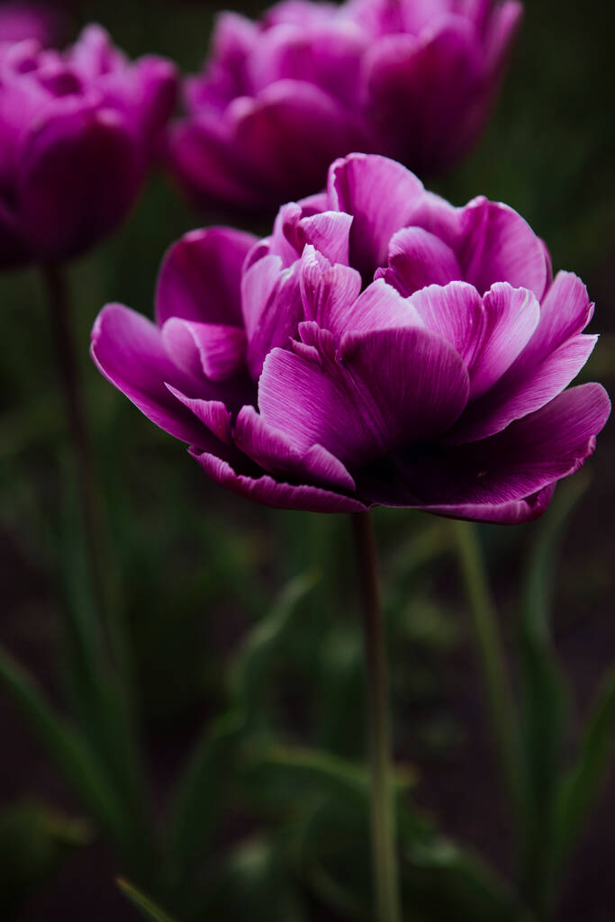 Paarse tulpen in de tuin - Foto, afbeelding