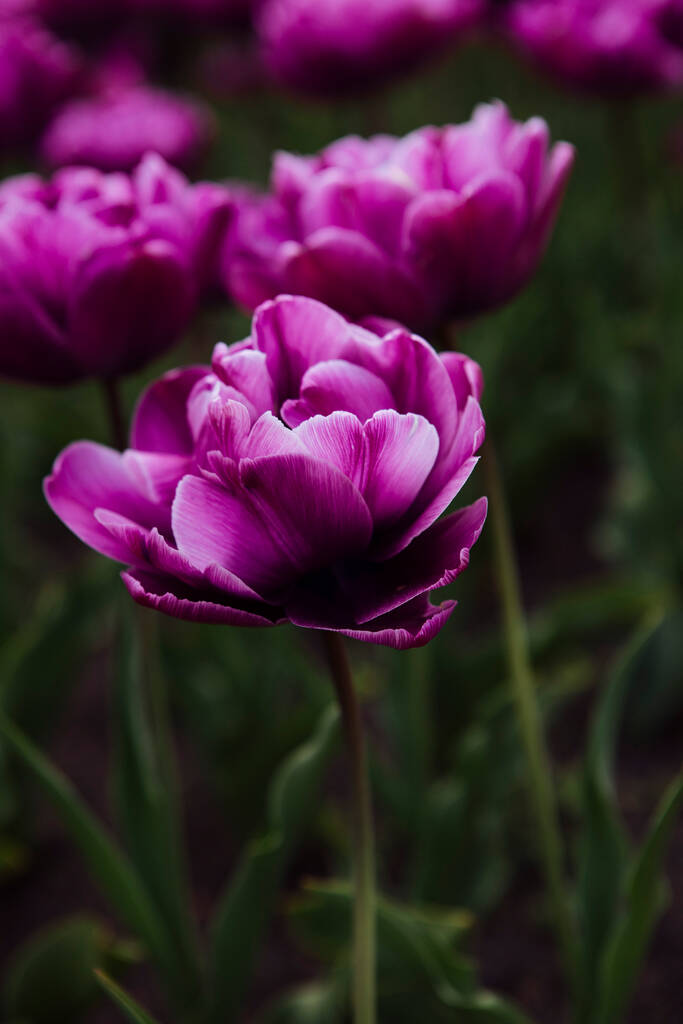 Paarse tulpen in de tuin - Foto, afbeelding