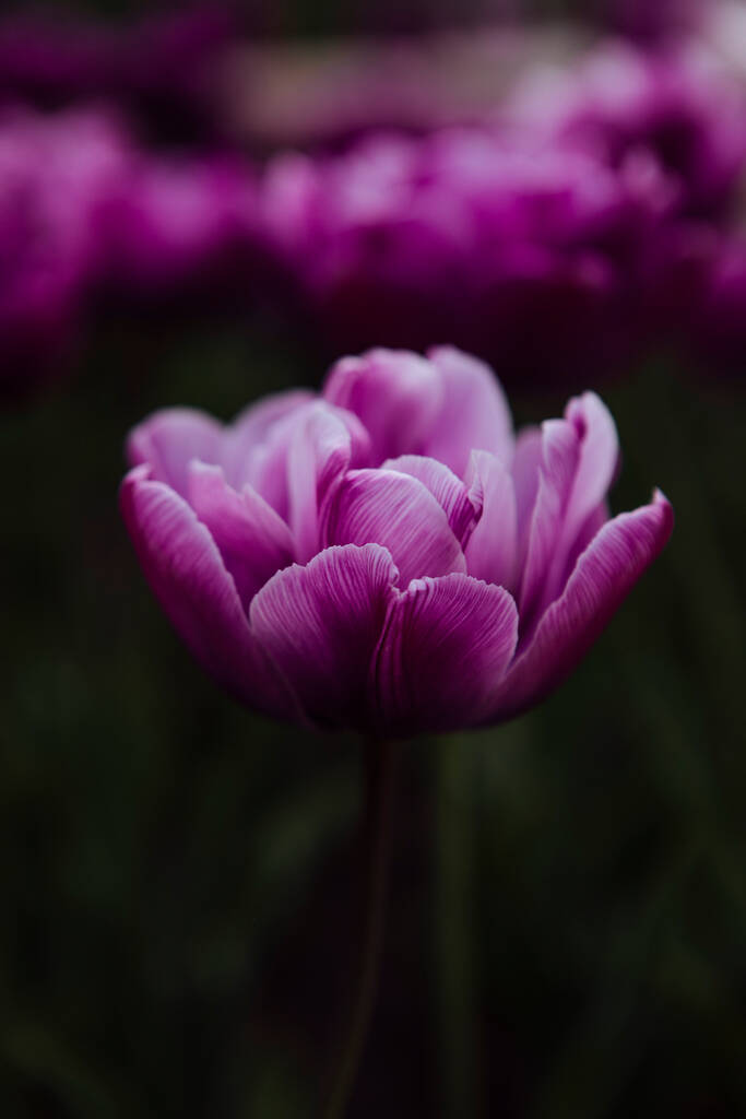 Violette Tulpen im Garten - Foto, Bild