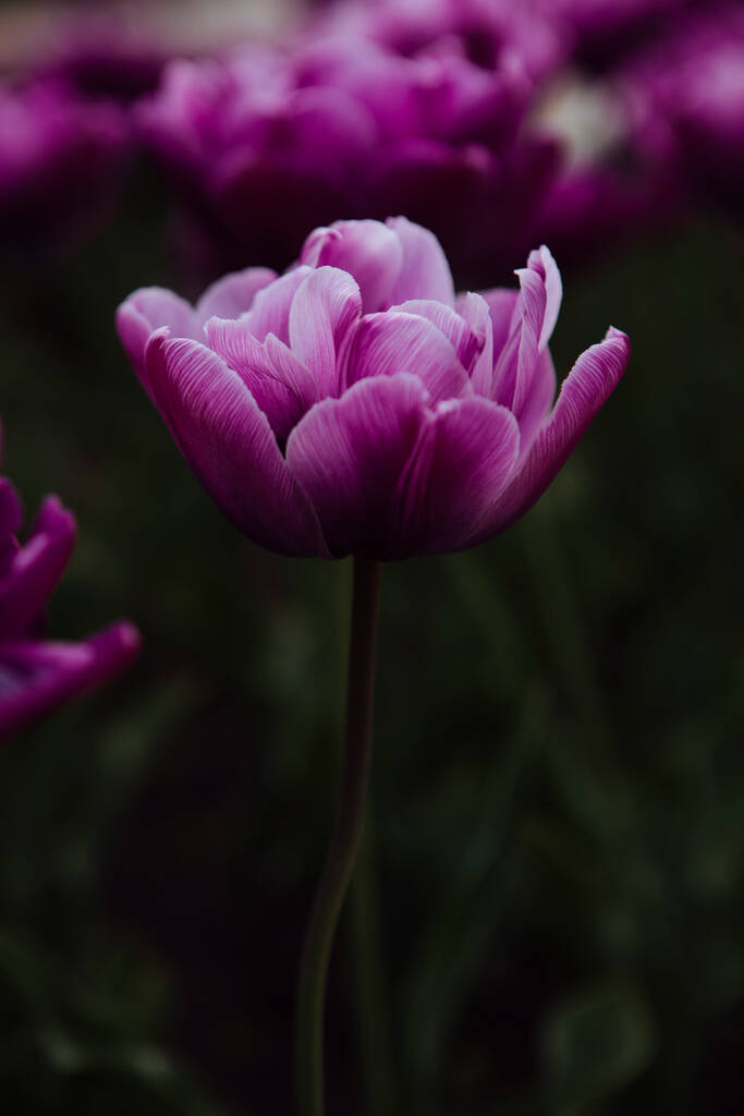 Violette Tulpen im Garten - Foto, Bild