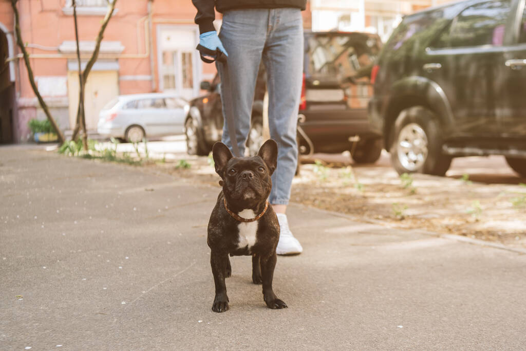 recortado vista de chica de pie cerca lindo bulldog francés y coches en la calle
  - Foto, imagen