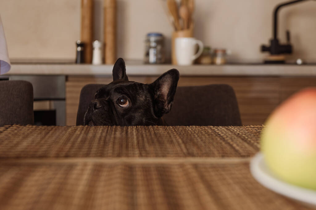 селективный фокус очаровательного французского бульдога на кухне
  - Фото, изображение