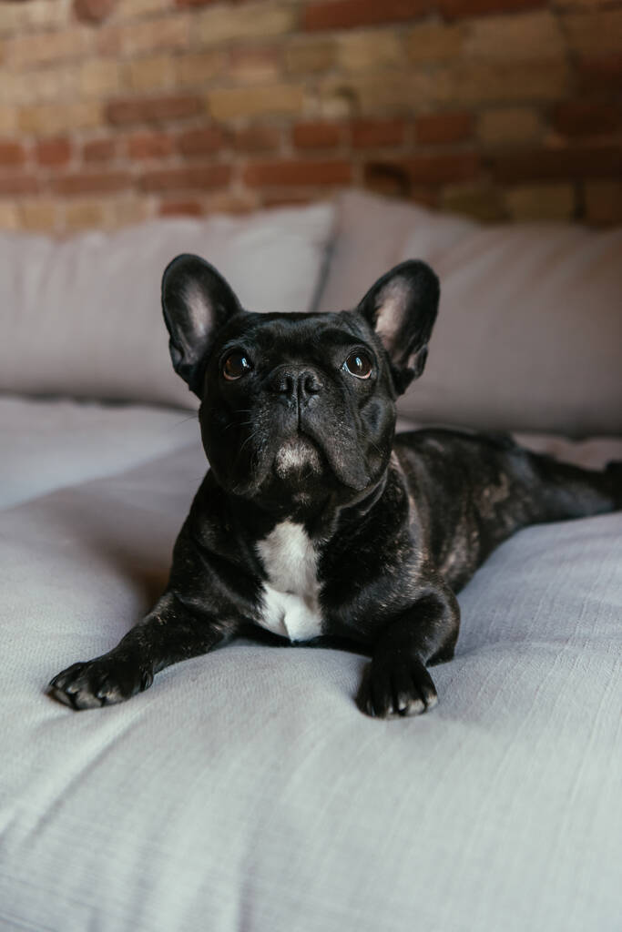 lindo bulldog francés mirando hacia arriba mientras está acostado en el sofá
 - Foto, imagen