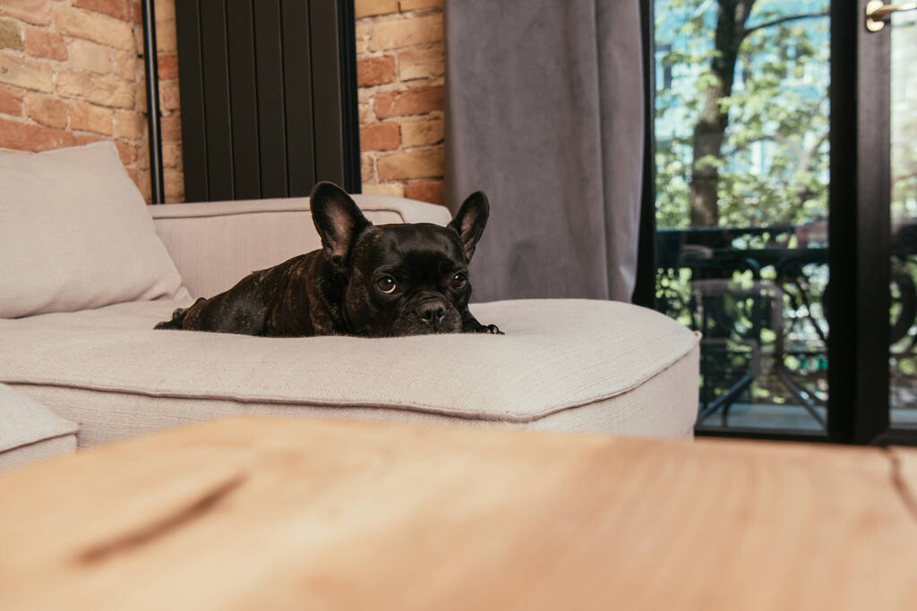 enfoque selectivo de bulldog francés negro mirando a la cámara mientras está acostado en el sofá en la sala de estar
  - Foto, imagen
