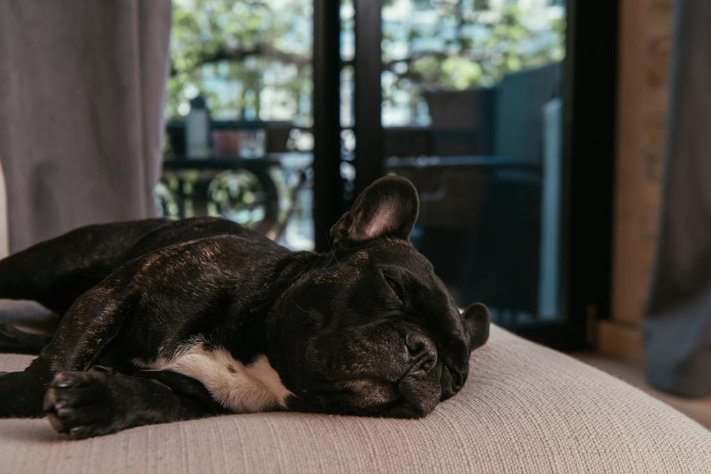 bonito francês bulldog dormir no sofá na sala de estar
  - Foto, Imagem