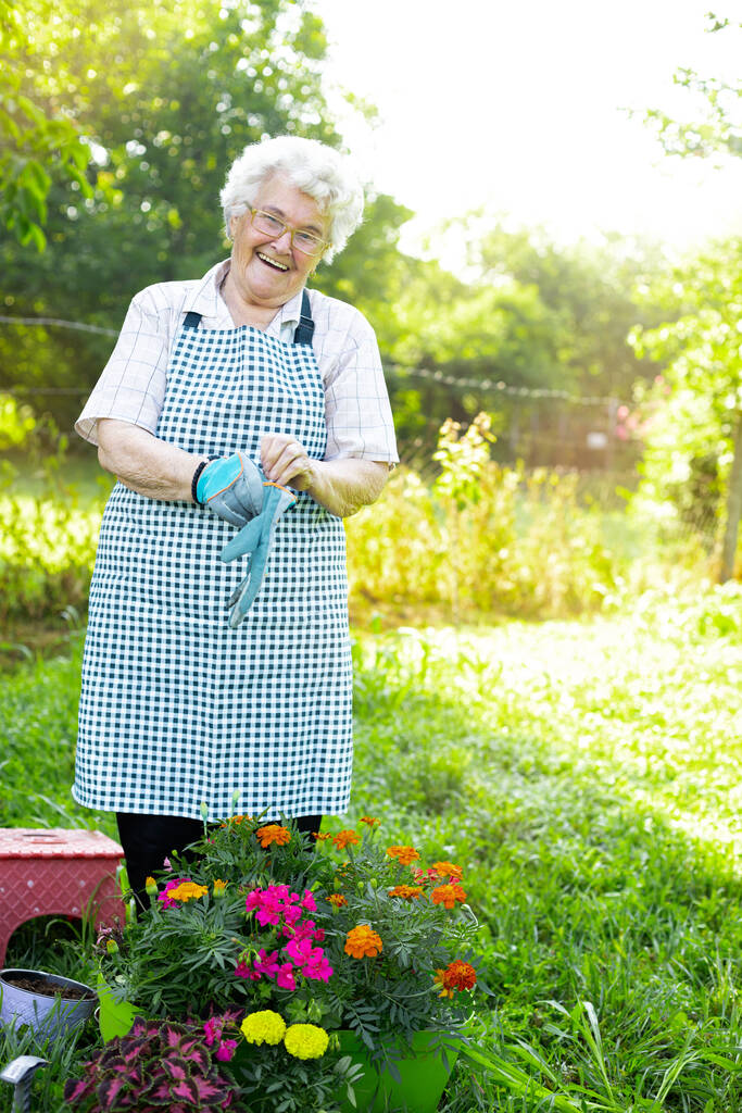 Senior vrouw zet beschermende handschoenen voor het werken in de tuin rond bloemen - Foto, afbeelding