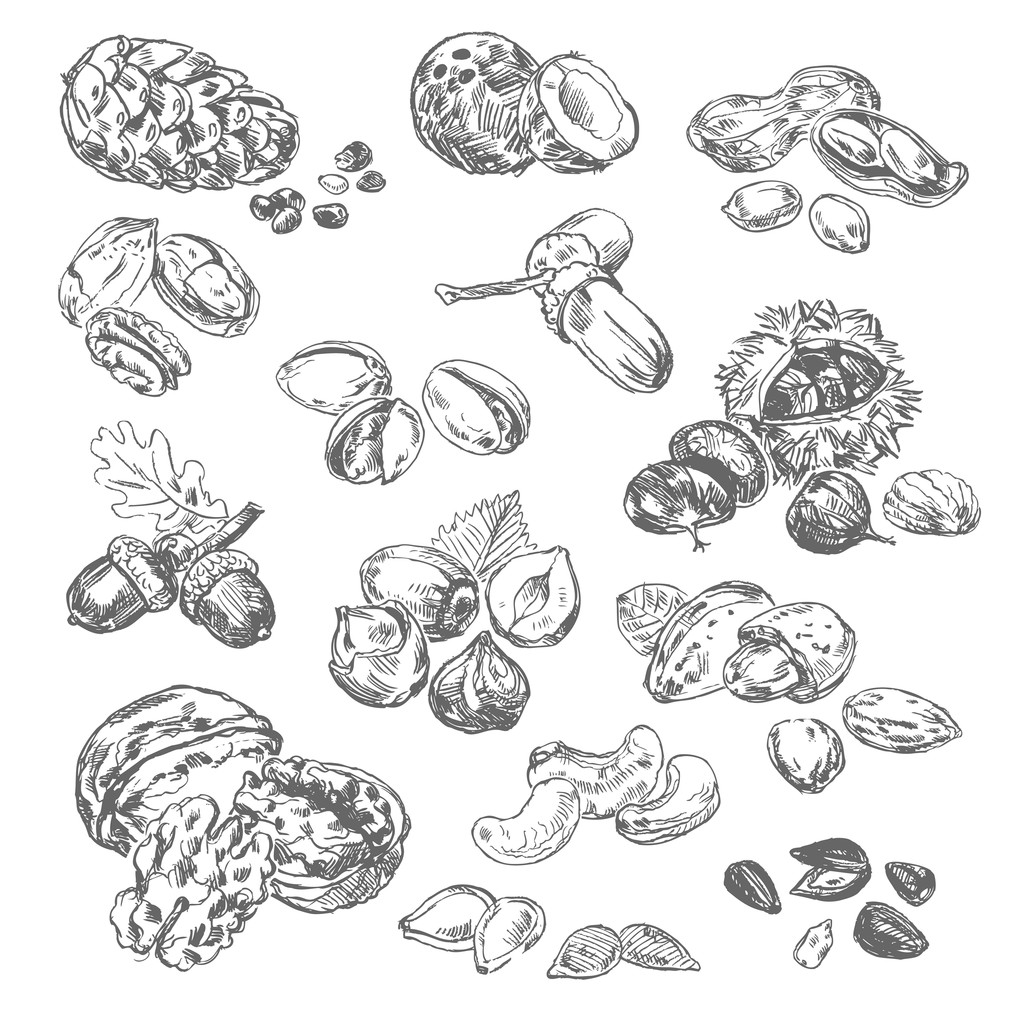 Vapaa ehand piirustus pähkinät
 - Vektori, kuva