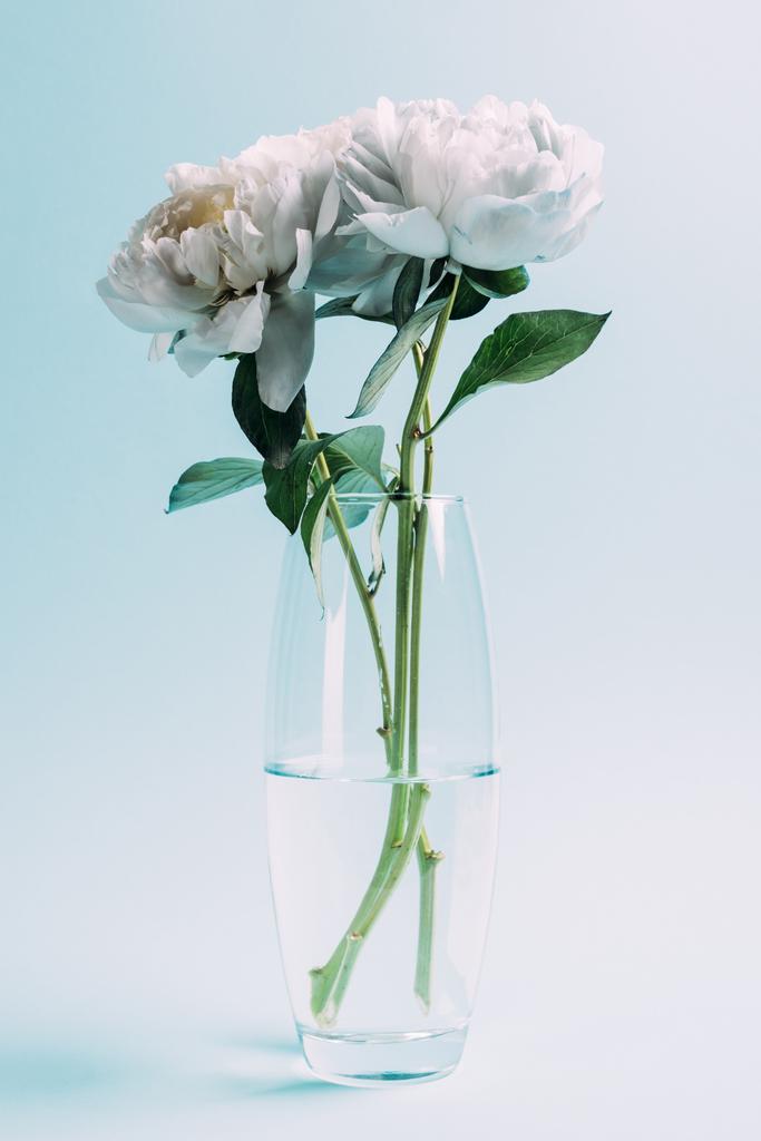 Photos et images de stock libres de droits de Bouquet De Pivoines Blanches  Dans Un Vase
