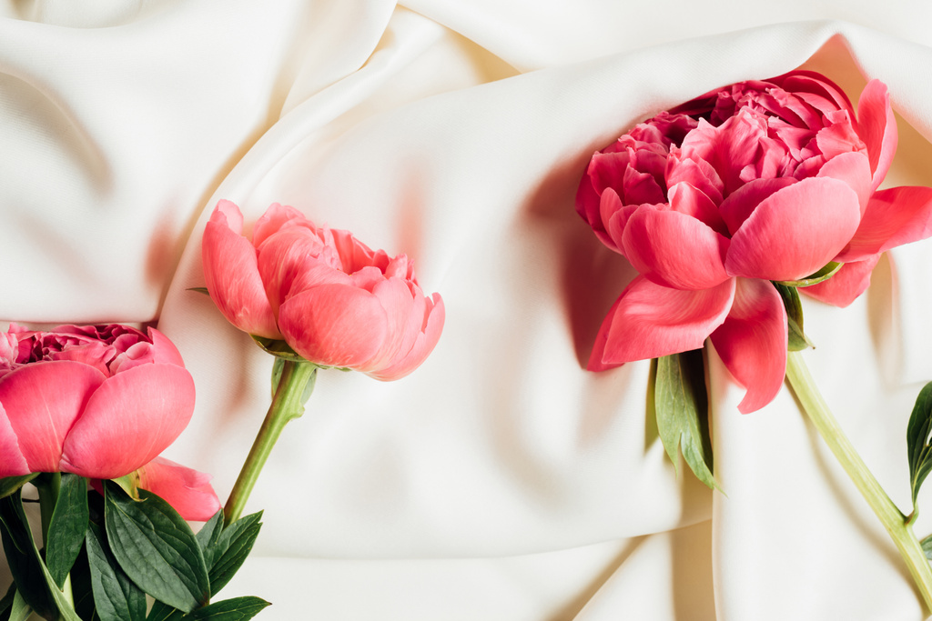 vue de dessus de belles pivoines roses sur tissu blanc
 - Photo, image