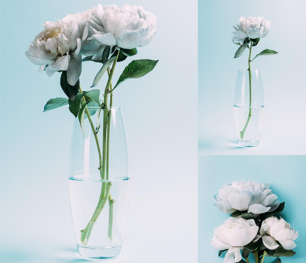 ramo de peonías blancas en jarrón de vidrio sobre fondo azul, collage
 - Foto, imagen