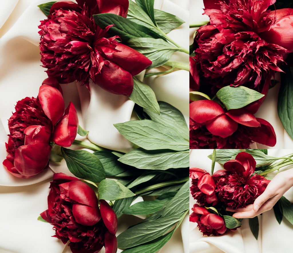 top view of red peonies on white cloth, collage - Photo, Image