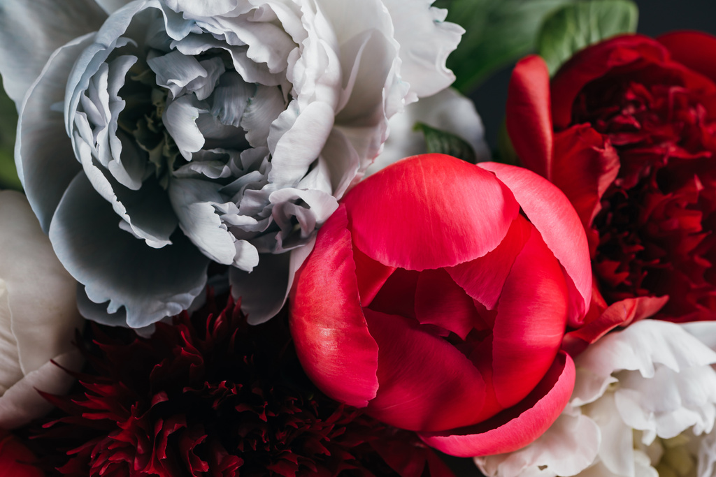 vue rapprochée des pivoines rouges, blanches, bleues et roses
 - Photo, image