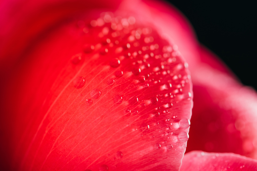 Nahaufnahme der rosa Pfingstrose Blütenblatt mit Wassertropfen isoliert auf schwarz - Foto, Bild