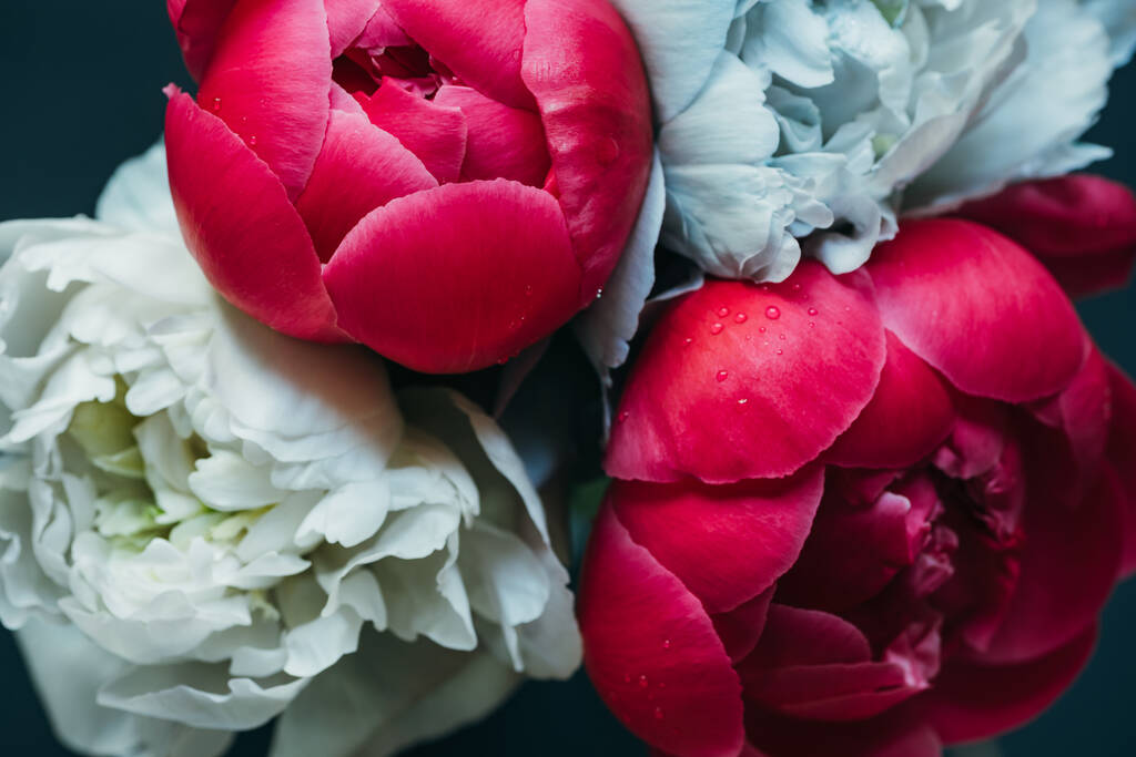 bouquet of wet pink and blue peonies isolated on black, close up view - Photo, Image