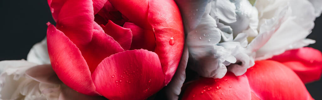kytice mokré růžové a modré pivoňky izolované na černé, zblízka pohled, panoramatický záběr - Fotografie, Obrázek